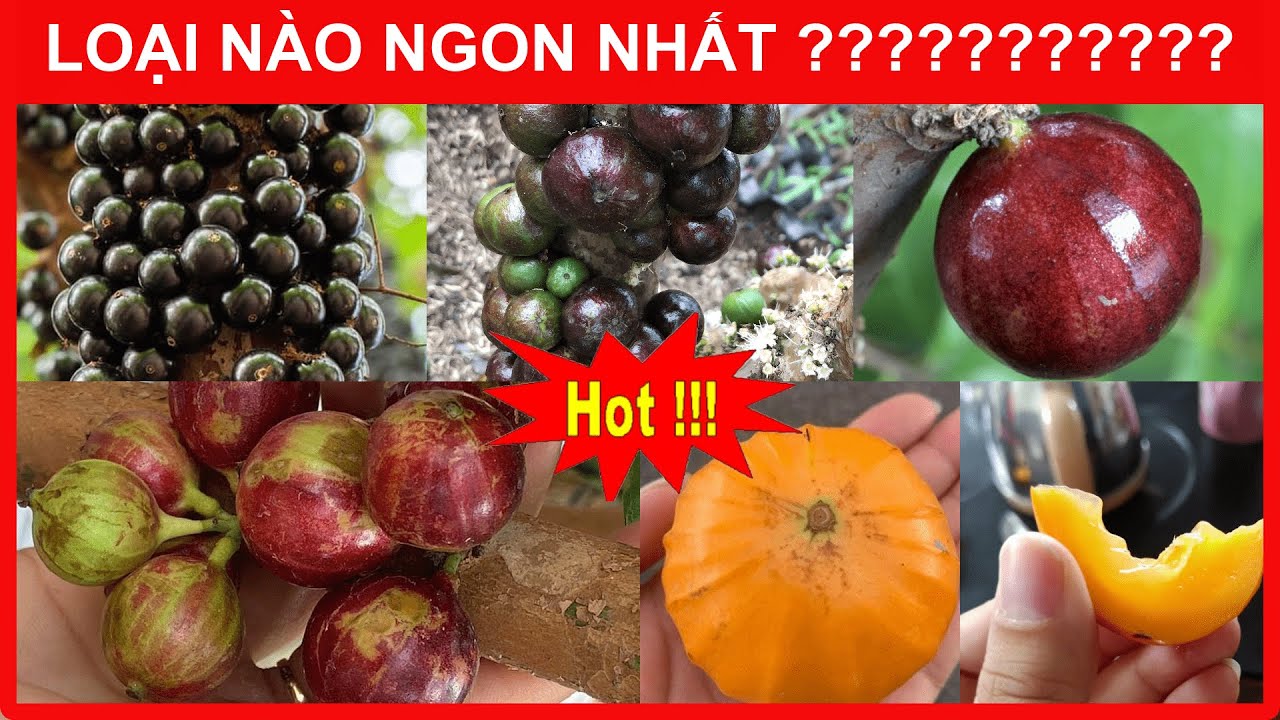 NHO THÂN GỖ loại nào Ngon Nhất ? (Sỷ - Lẻ Giá Tốt ) Lh 0968750386.
