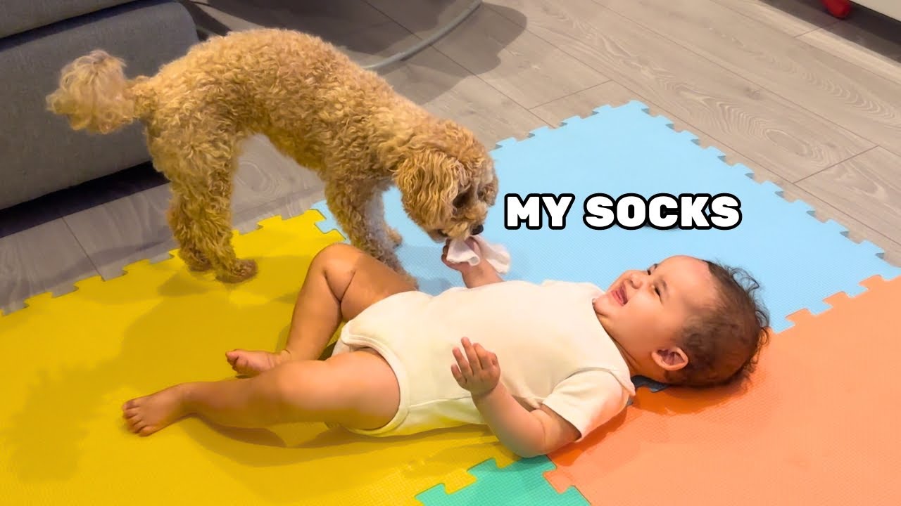 Baby Girl Cant Stop Laughing At Toy Poodle Stealing Her Socks