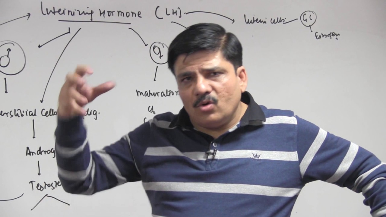 Gonadotropin & Gonadal Hormones - Chemical Coordination & Integration - Dr. NK Sharma