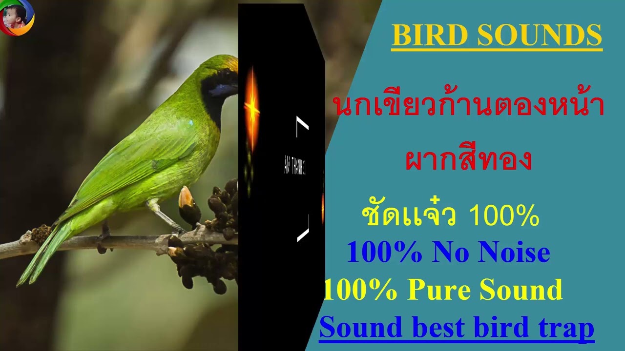 173 นกเขียวก้านตองหน้าผากสีทอง - (Golden fronted Leafbird) -  เสียงชัดเเจ๋ว 100%