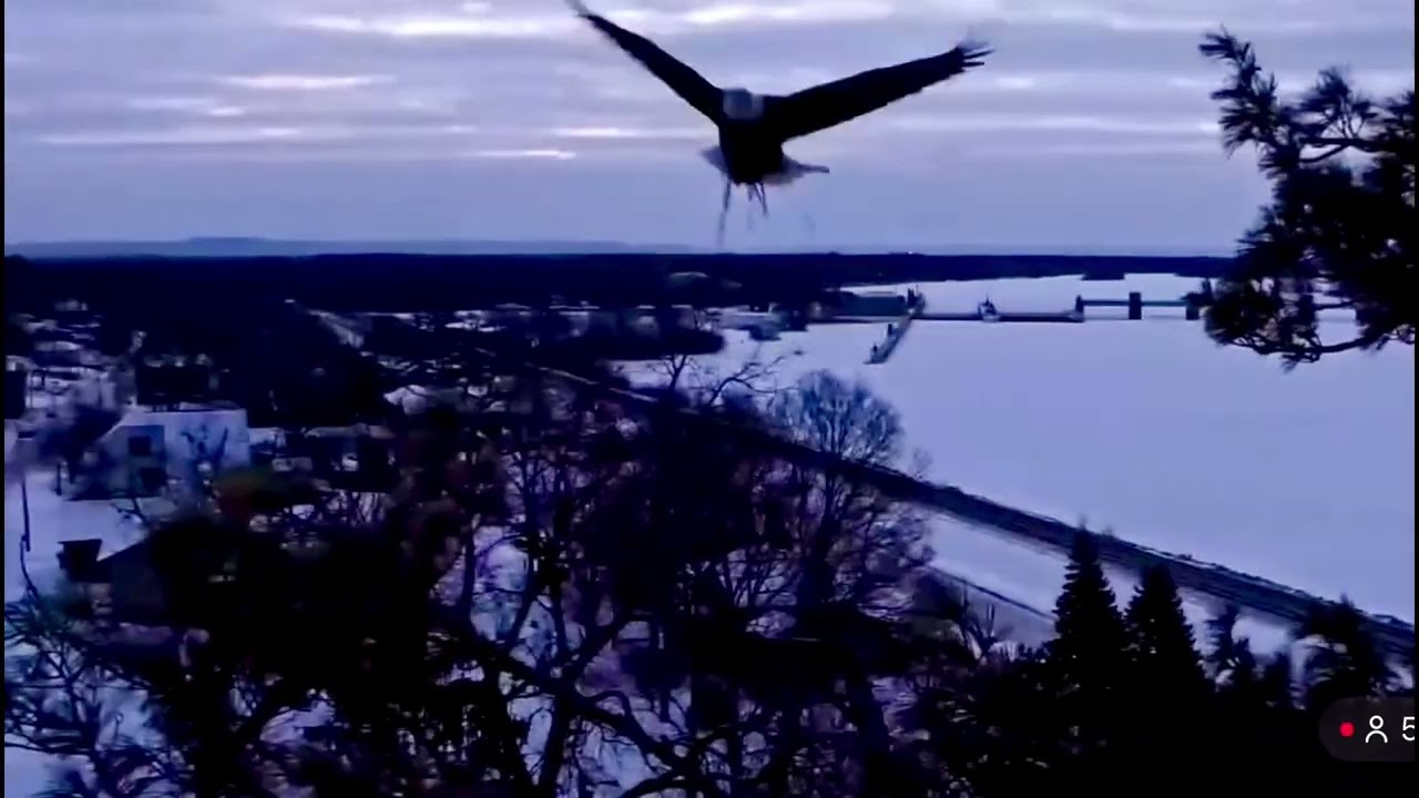 Mr. & Mrs.T-Trempealeau Eagle Nest❤️02/02/26