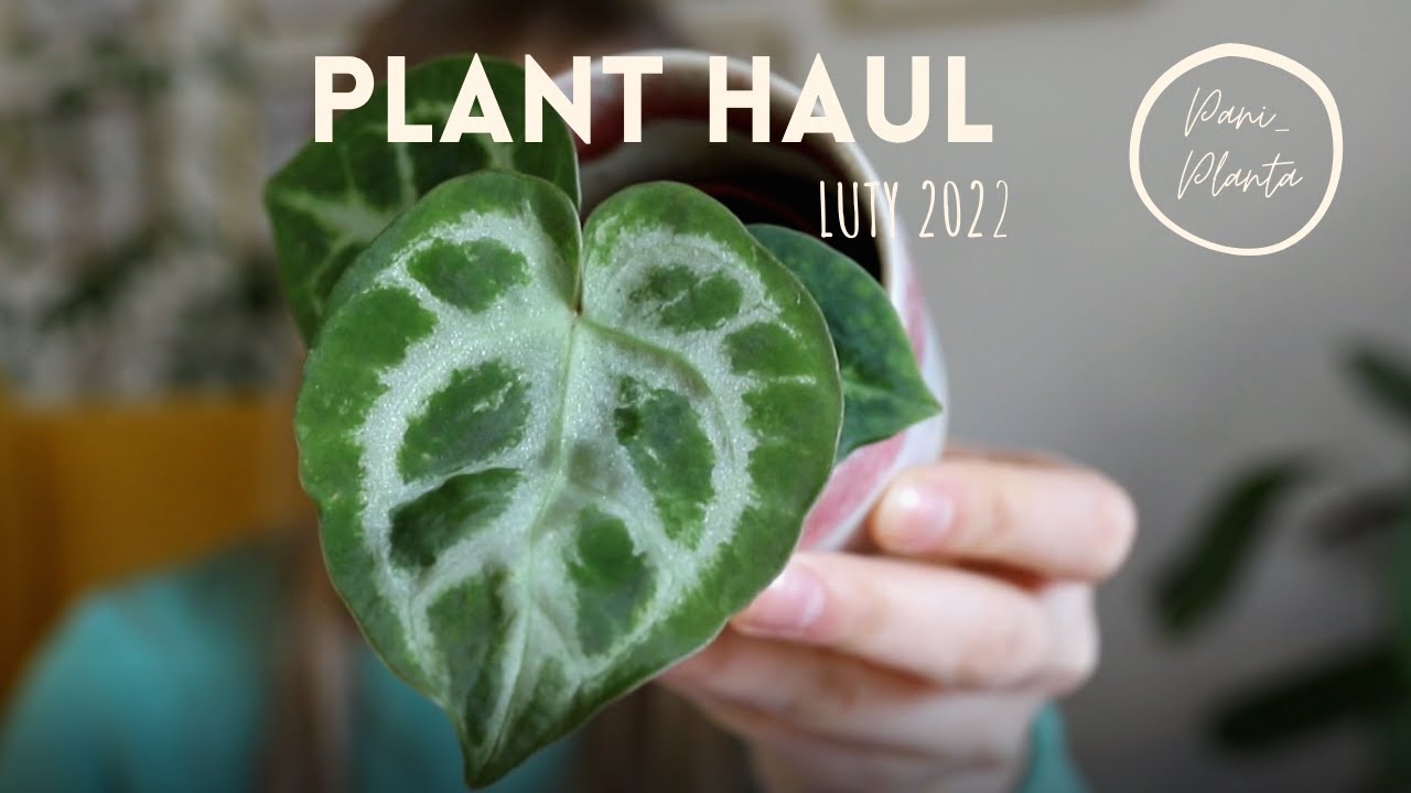 Planthaul nowe rośliny! Luty 2022