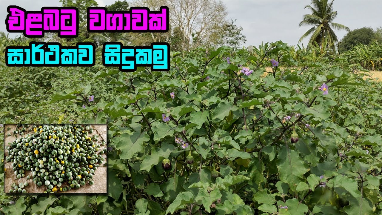 එළබටු  වගාවක් සාර්ථකව සිදුකරමු | තලන බටු වගාව | ela batu wagawa  | Egg Plant | How to grow Brinjal