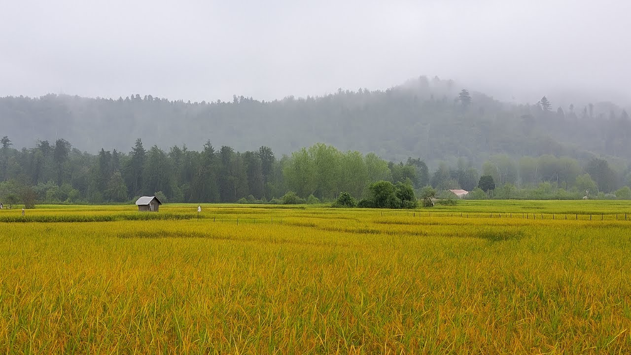 🌧️🌾 Autumn Rainy Day in Golden Fields | Relaxing Countryside Ambience | Peaceful Mountain View 🌧️⛰️