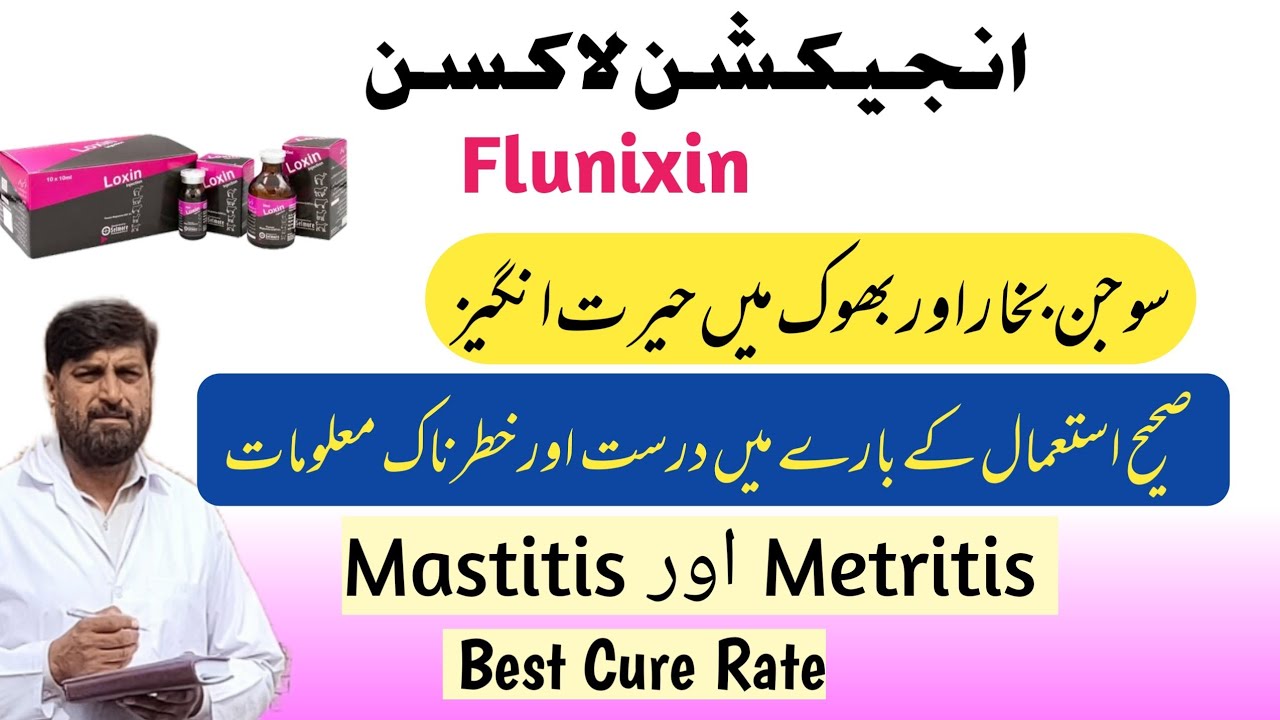 Loxin - Inj Flunixin Meglumine Ka استعمال صحیح Mastitis Metritis Aur بھوک Mein | Lameness pneumonia