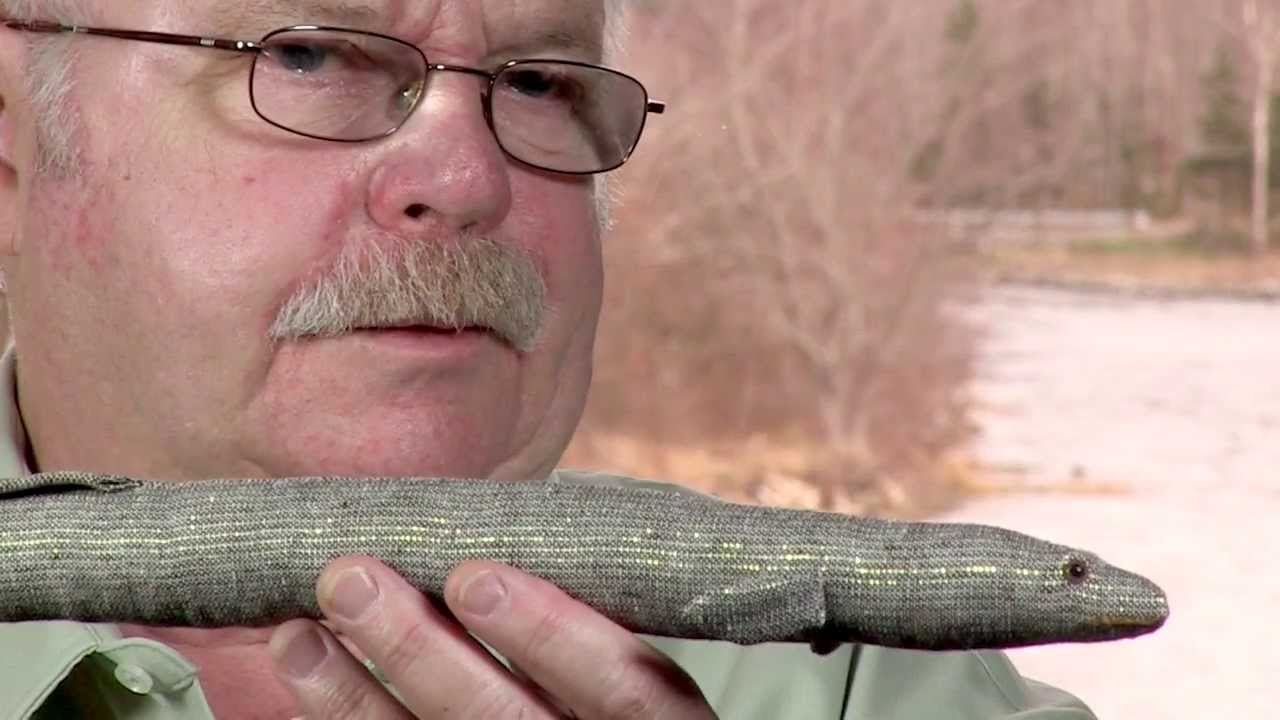 EEL LIFE CYCLE