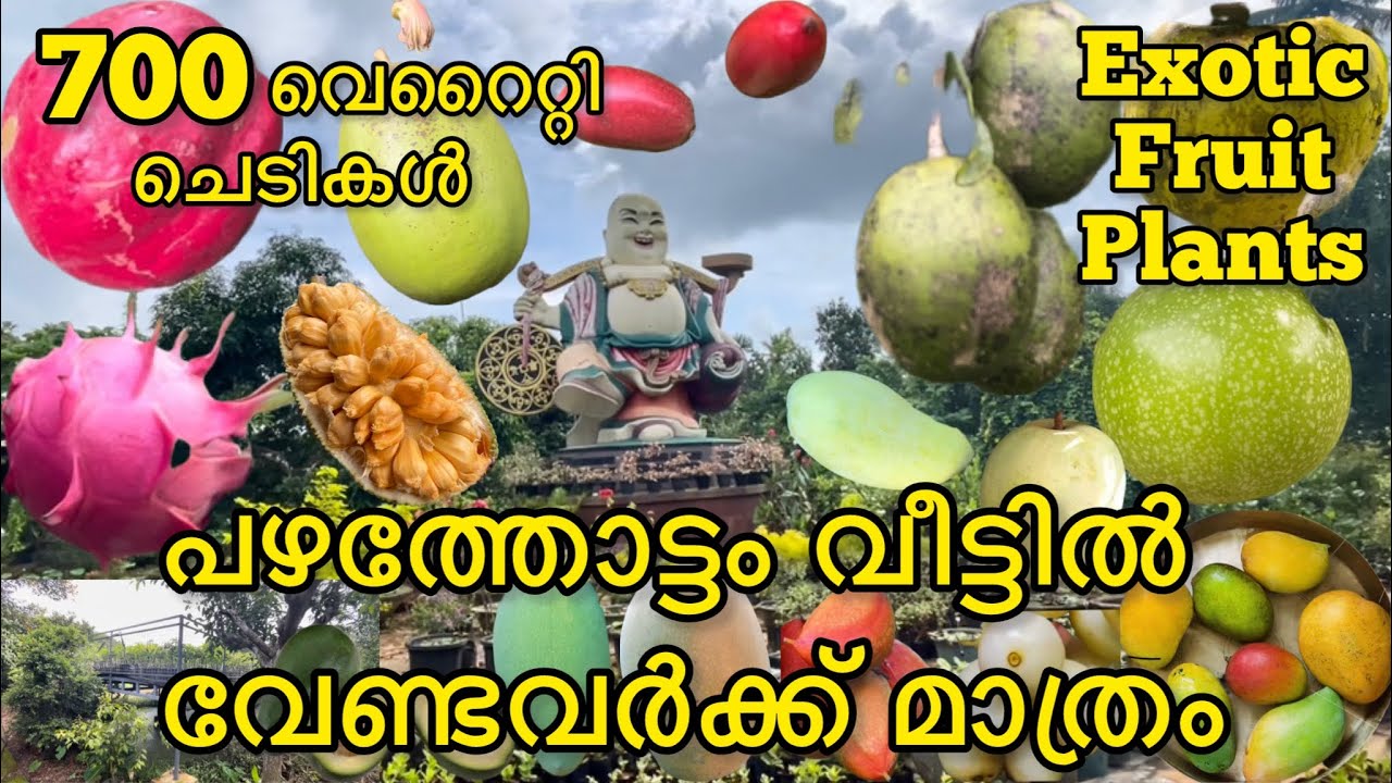 കായ്ച്ചു നിൽക്കുന്ന മദർ പ്ലാന്റുകൾ കണ്ട് പഴ ചെടികൾ വാങ്ങാം|exotic fruit| eating exotic fruits|fruits