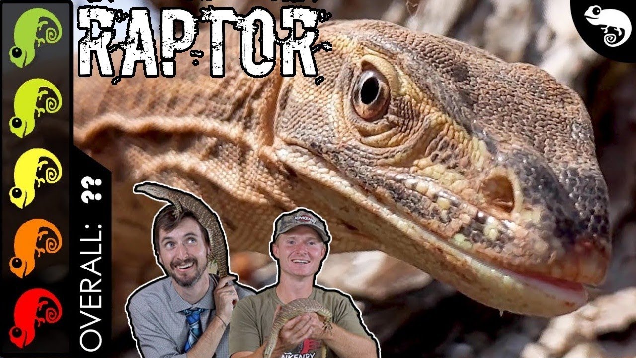 Argus Monitor, The Best Pet Lizard? + Training a Monitor Lizard With Joseph Carter the Mink Man