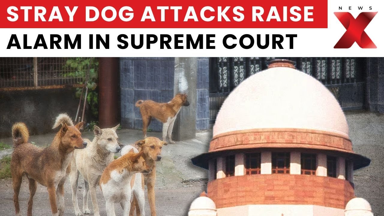Stray Dogs Hearing Case: Supreme Court Hears Stray Dog Menace Case Victims Demand Action | NewsX