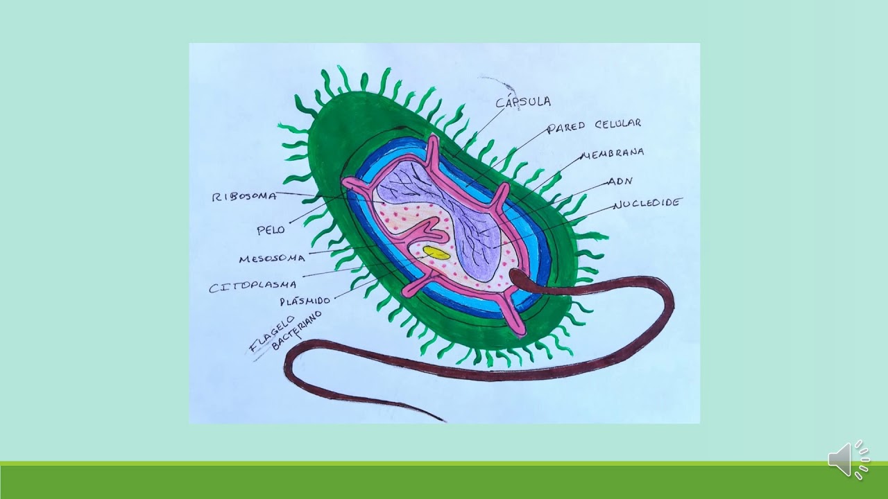 Azotobacter chroococcum
