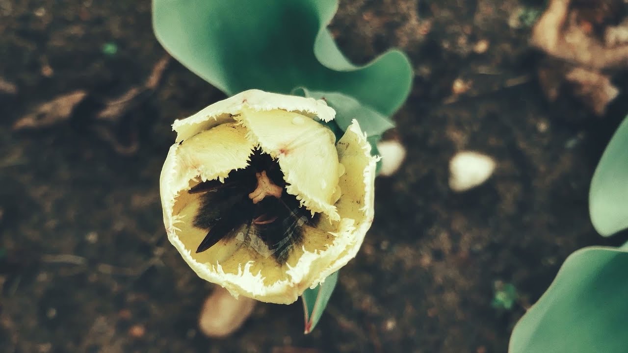 Pavasario Sugrįžimas | The Return of Spring  #Slowmotion​ #naturevideo​ #nature #spring