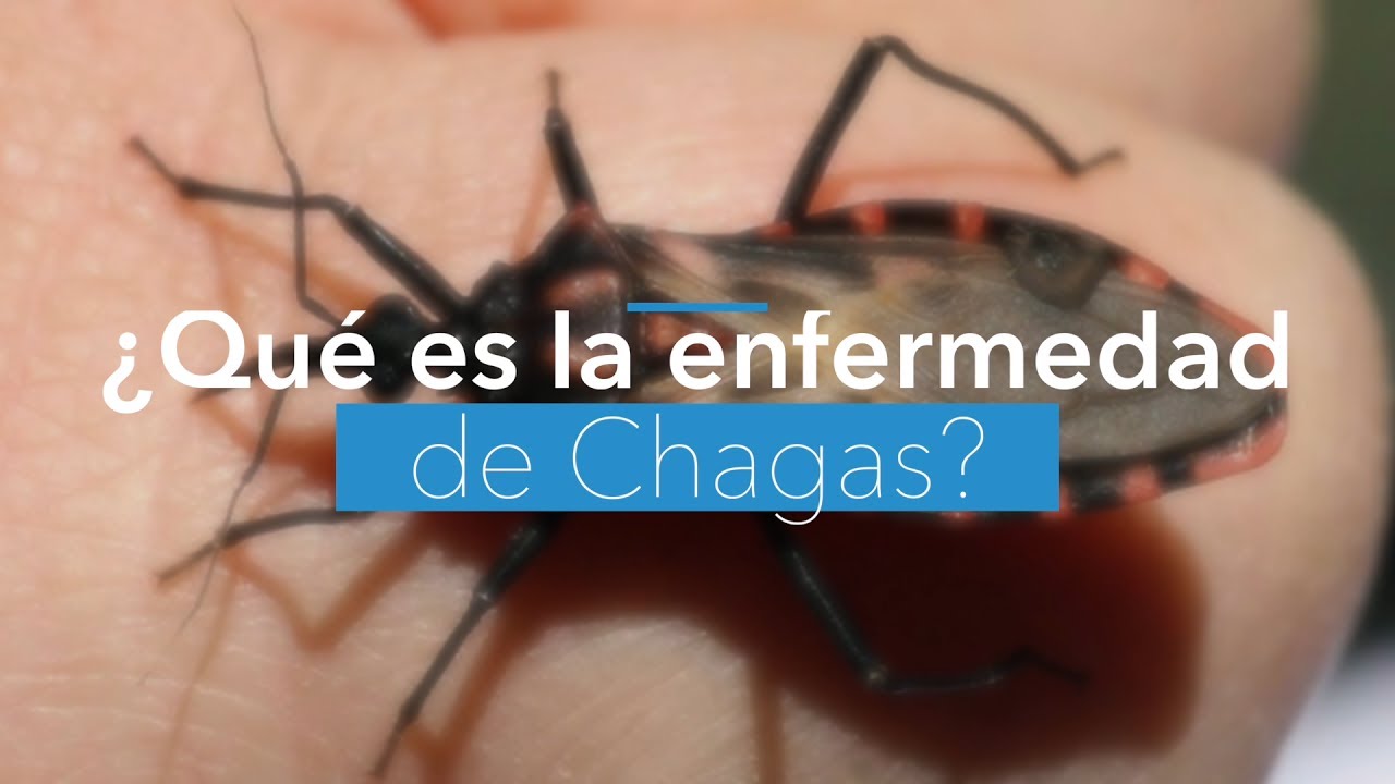 #VIDEO Todos los detalles sobre #EnfermedadDeChagas, ¿Cómo se transmite la enfermedad?
