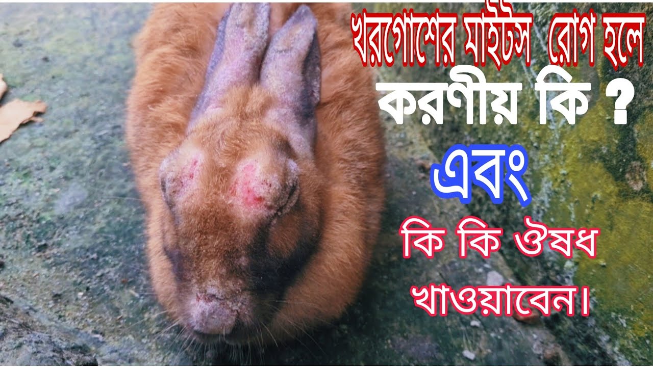 মাইটস রোগের চিকিৎসা।মাইটস রোগ হলে প্রতিরোধ করার উপায়। what to do if rabbit have maitoses disease.