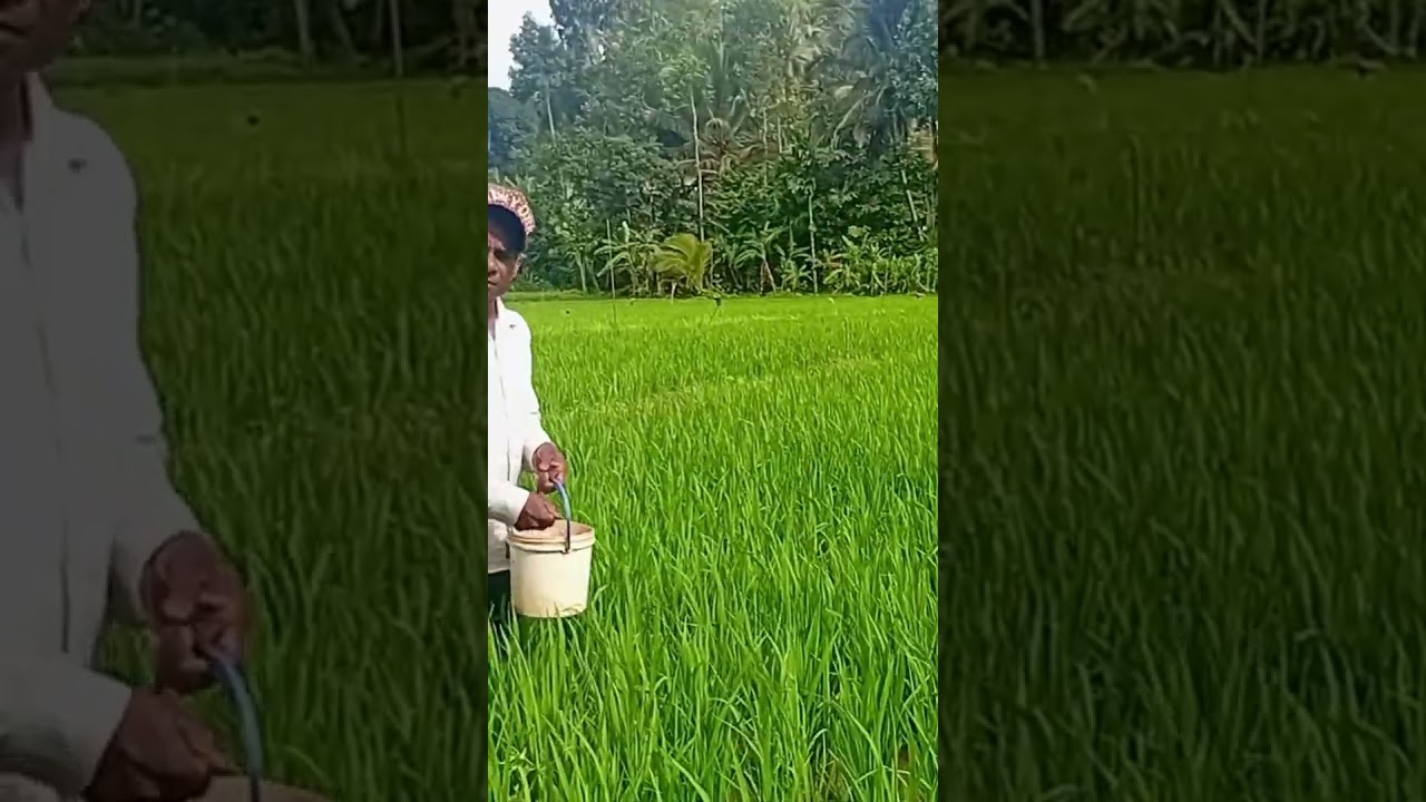 වී වගාවේ පොහොර යෙදීම.. අමරකෝන් මහත්මයා