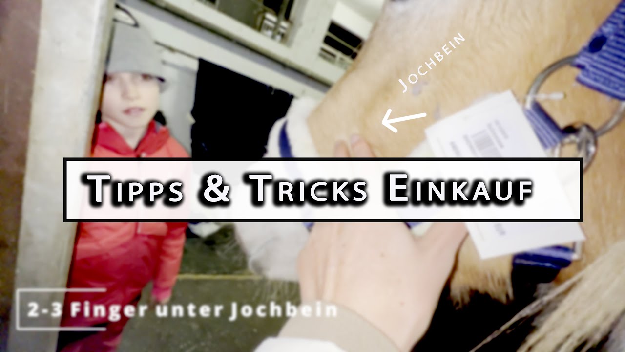 Einkauf bei Krämer - Worauf achten? Halfter, Sattel, Trense, Satteldecke und neue Pferdesachen  😃