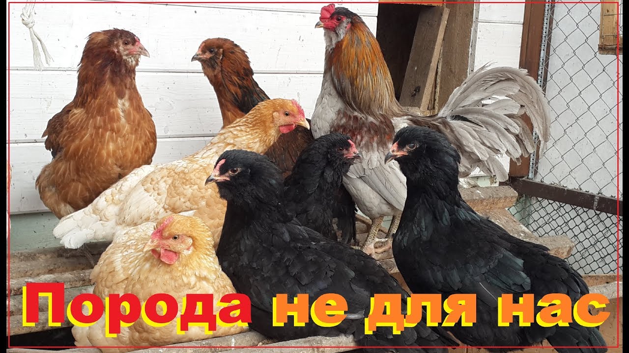 Мясные мини-куры – 