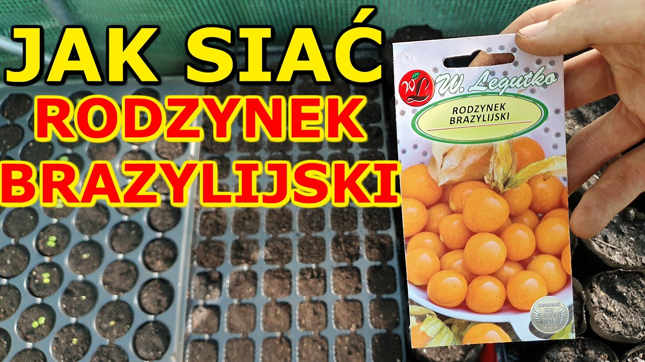 Jak i kiedy siać Rodzynek brazylijski na Rozsadę | Rozsada Miechunki peruwiańskiej - Siew