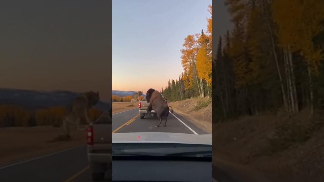Moose asked for a lift ! Wildest hitchhiker ever! 🚚😲 