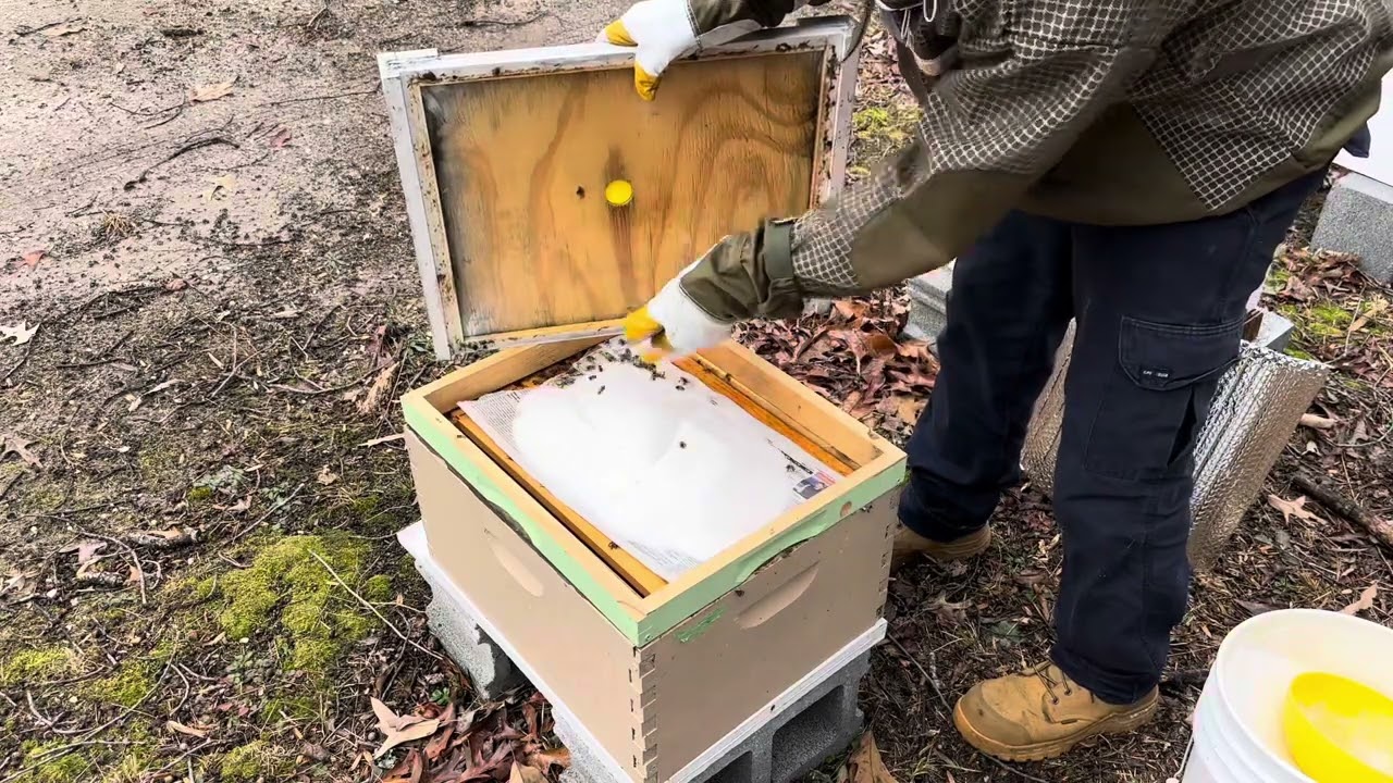 Feeding bees dry sugar (Mountain camp method) winter feeding in December