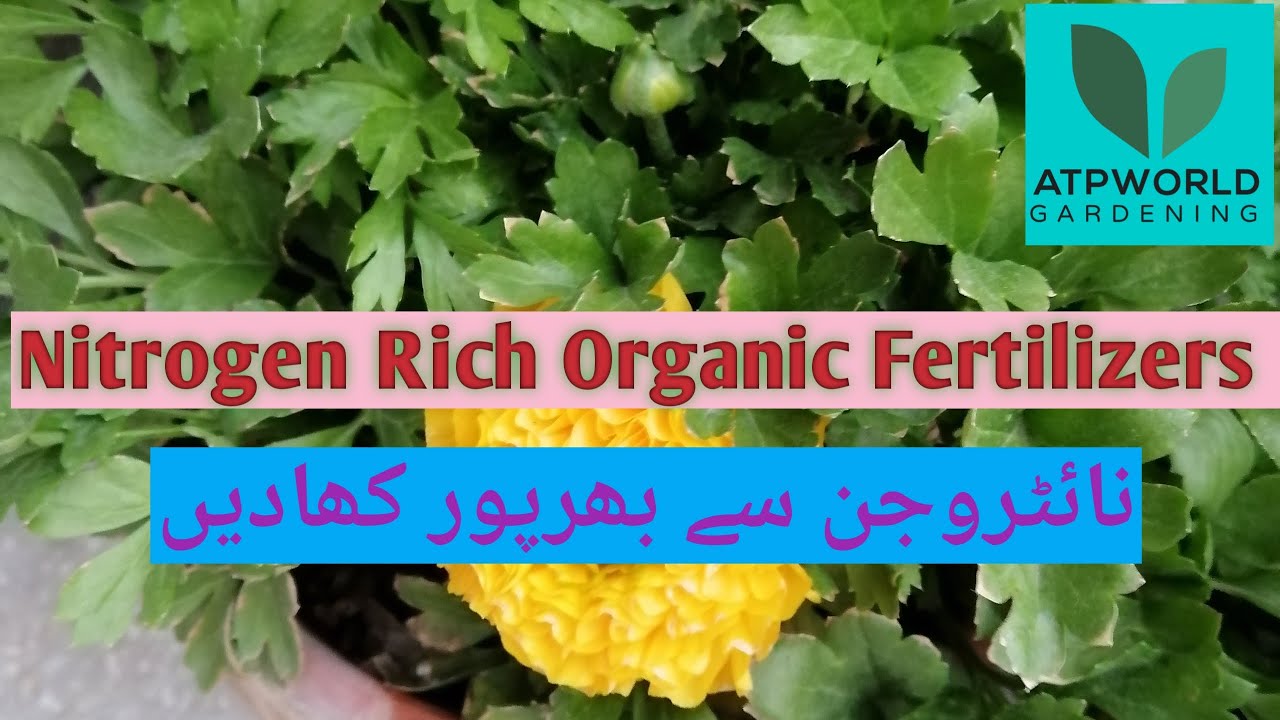 Organic fertilizers part 1. Nitrogen rich fertilizers. نائٹروجن سےبھرپورنامیاتی (قدرتی) کھادیں