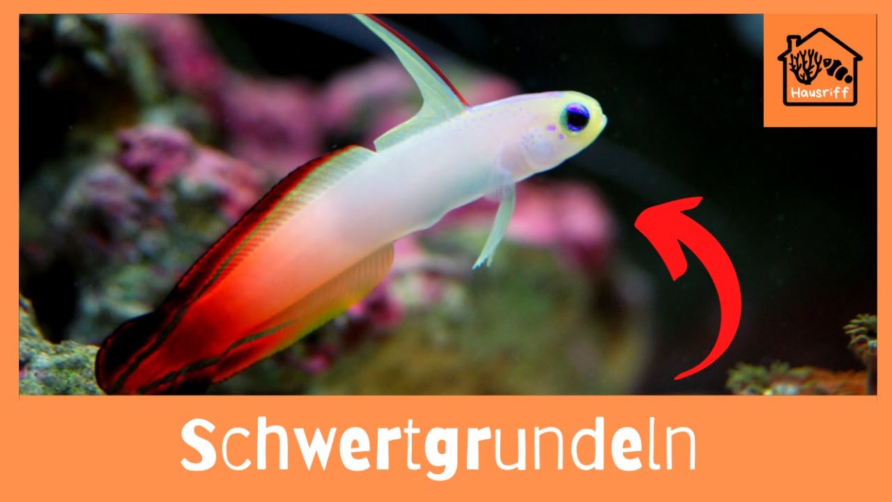 Wie halte ich Schwertgrundeln im Meerwasseraquarium