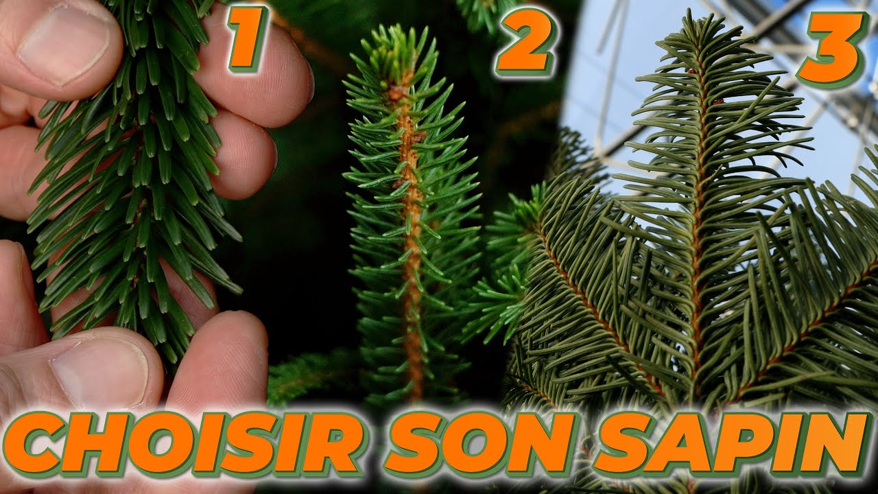 COMMENT CHOISIR SON SAPIN ? L'Excelsa, le Nordmann ou le Nobilis ?