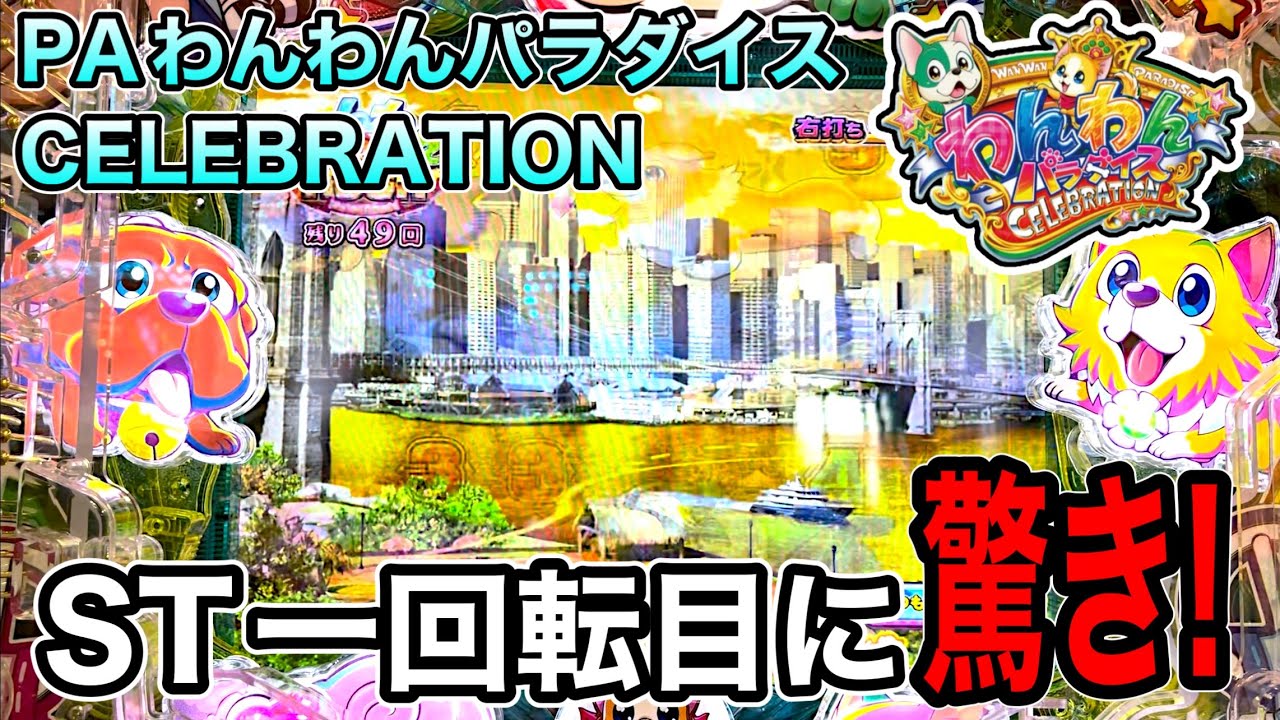 PAわんわんセレブレーションAGBD.実践動画‼️(ダルマ実践)