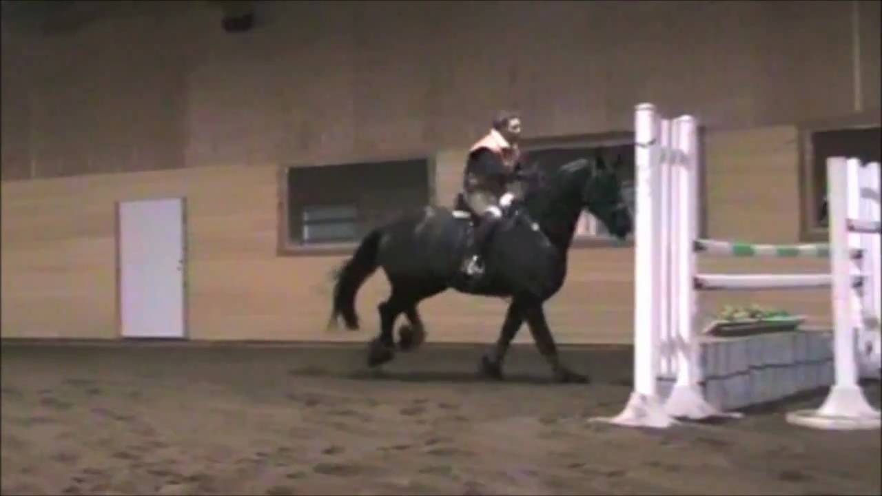 Zanzibar, Friesian horse jumping
