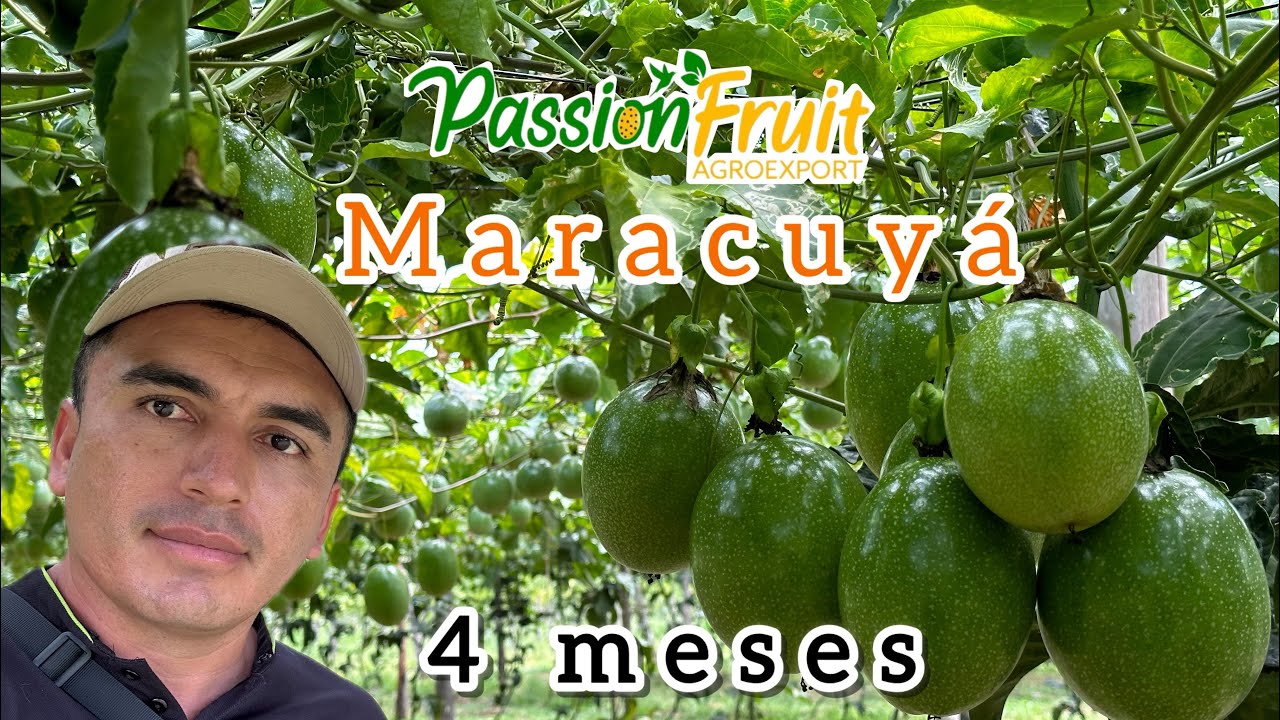 Maracuyá con 4 meses muy productiva 🍈. Passion fruit, Maracujazeiro, Parchita, Chinola. Colombia 🇨🇴