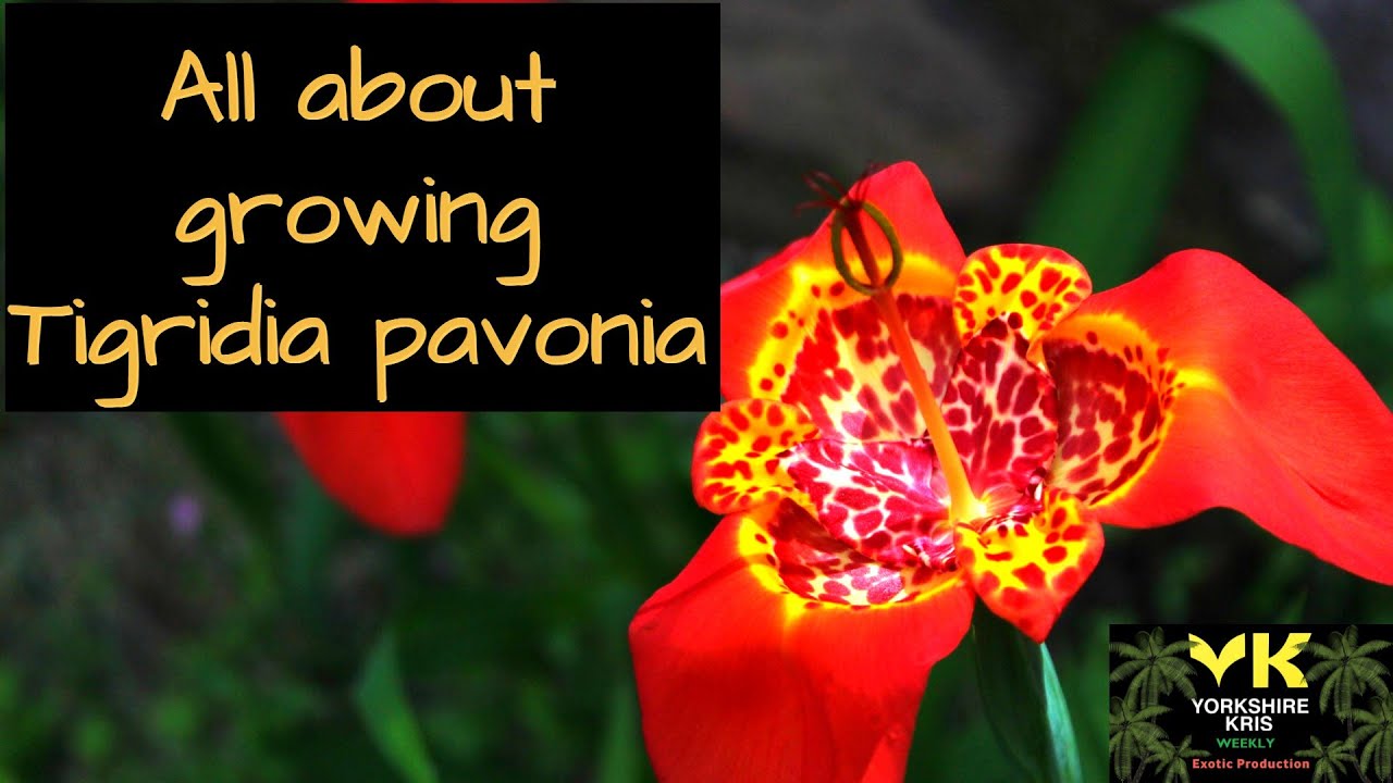 All about growing Tigridia pavonia