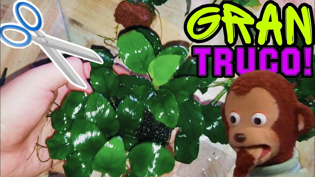 Con este Truco podrás tener mas ANUBIAS , mas fácilmente!!  | AQUA RC