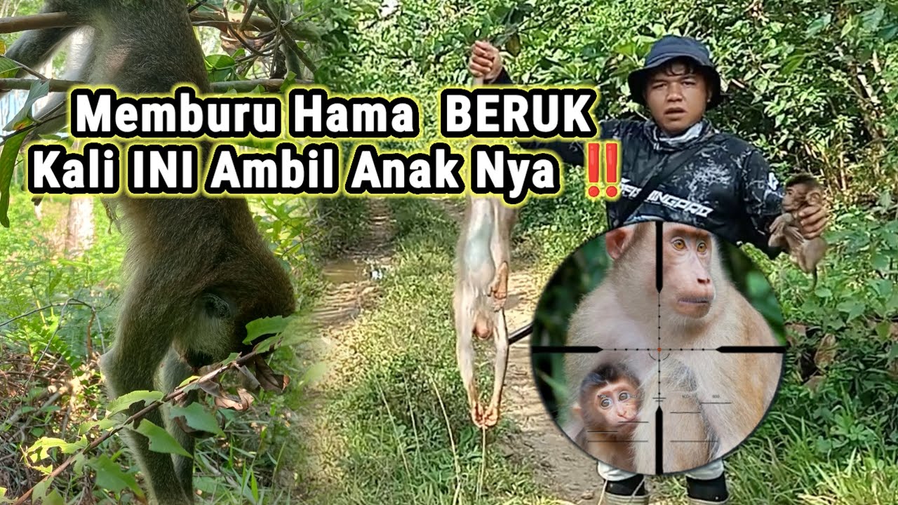 MEMBURU‼️ BANTAIN HAMA KERA EKOR PANJANG DAN BERUK SERTA AMBIL ANAK NYA⁉️ PEST CONTROL 