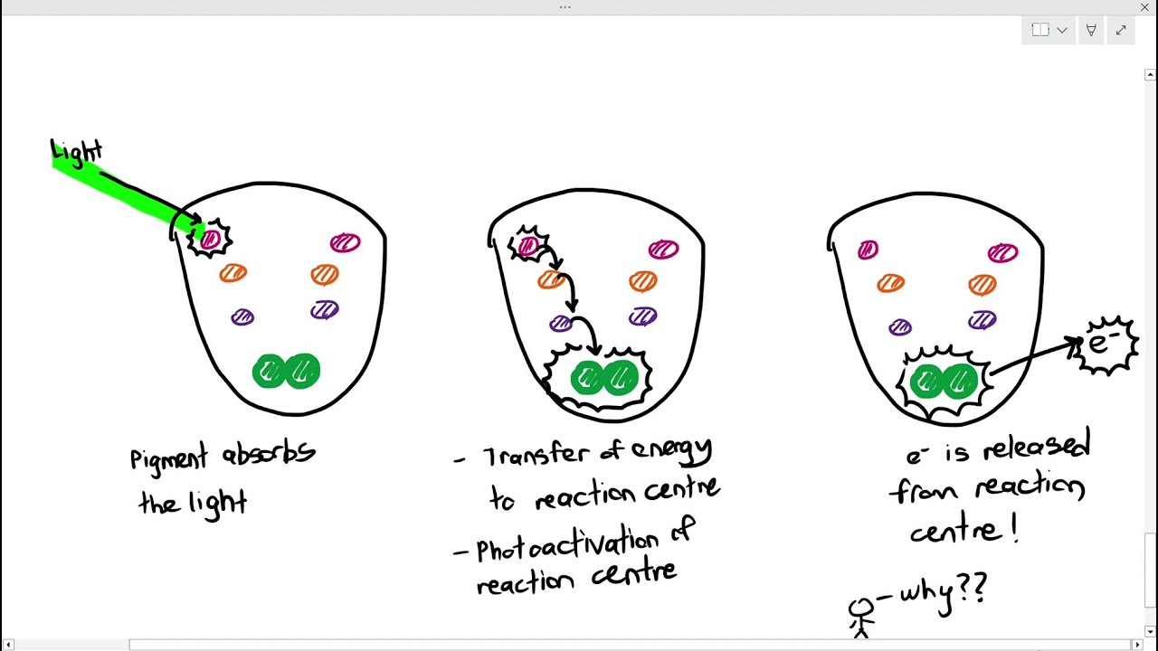 13-3 Structure and Function of the Photosystems (Cambridge AS A Level Biology, 9700)