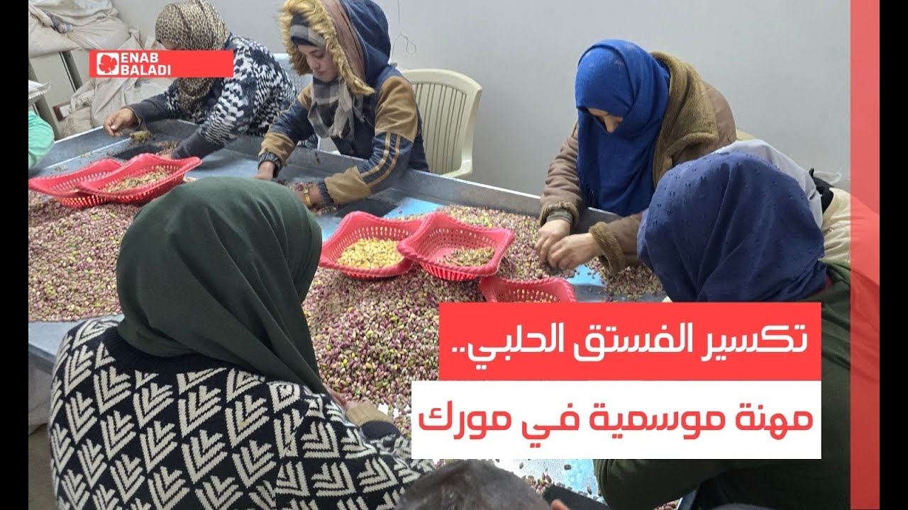 تكسير الفستق الحلبي.. مهنة موسمية في مورك
