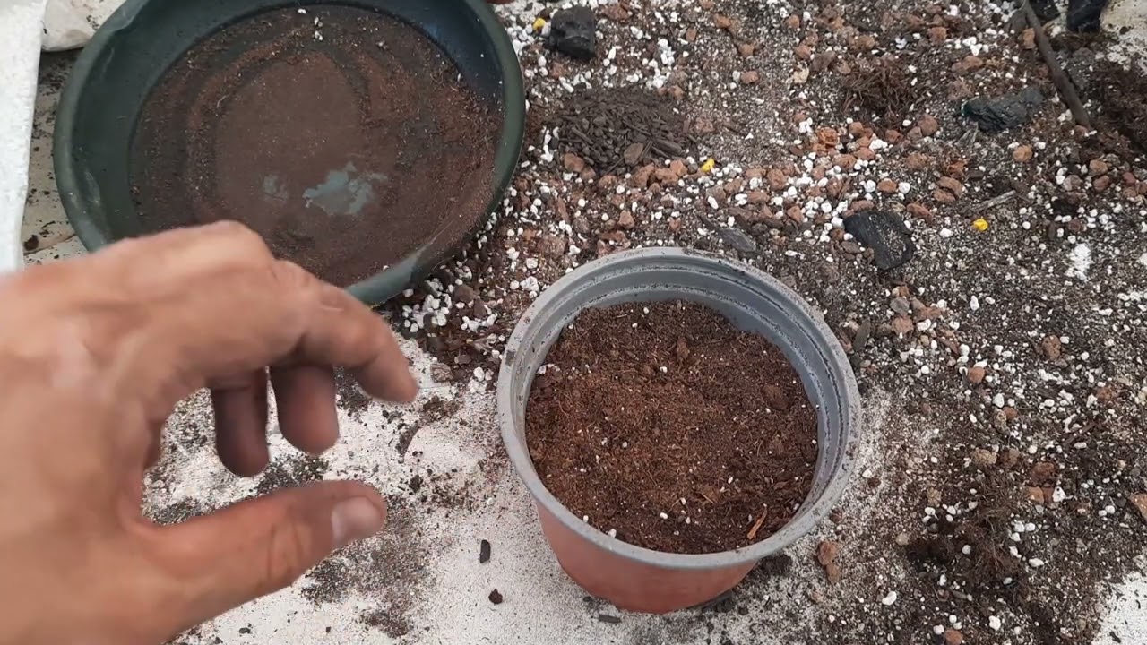 Germinar semillas de ágaves