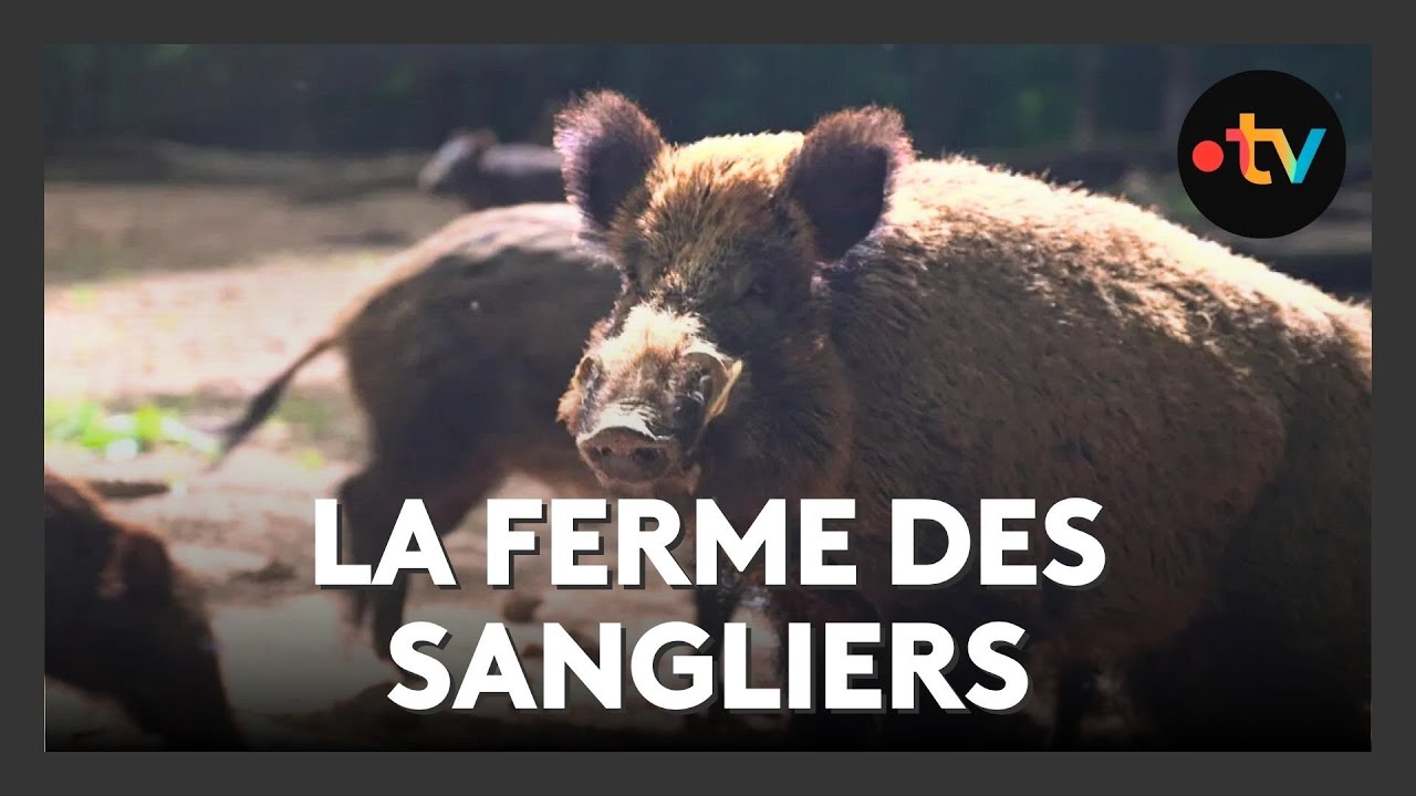 Découverte : la ferme des sangliers de Mortemart