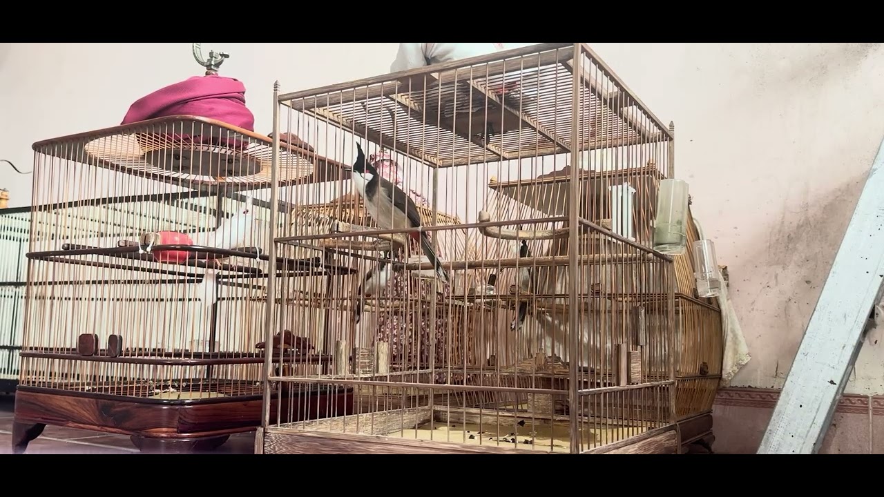 Chim chào mào hót đấu
