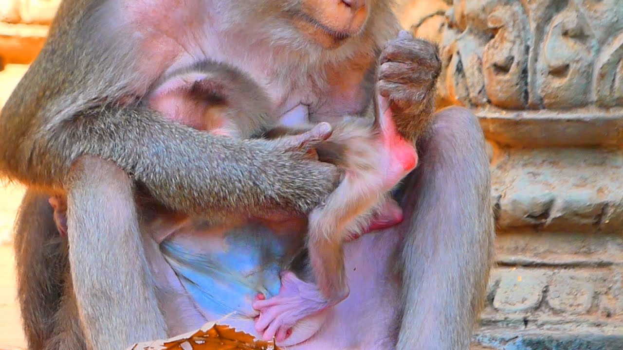 Educational Wildlife Moment — Old Mama Monkey Watching Over Her Newborn Baby 🐒💛.