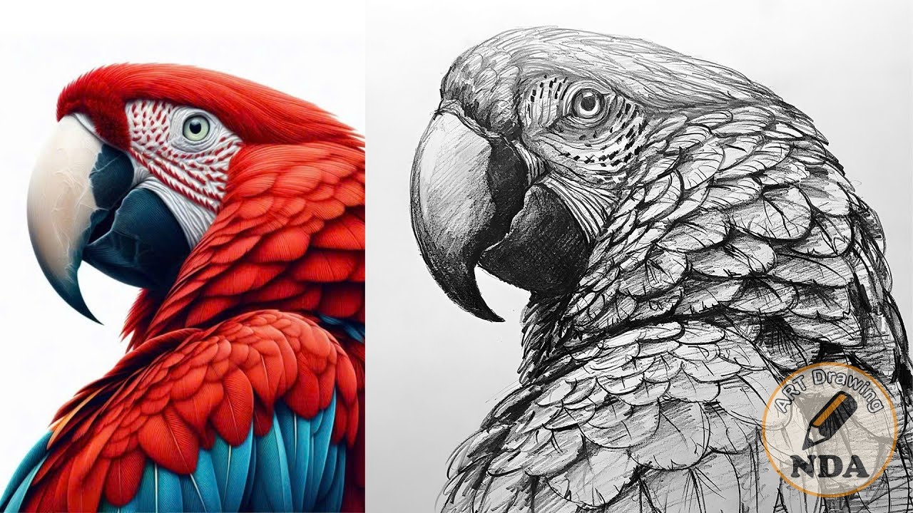 PARROT DRAWING - ART DRAWING NDA