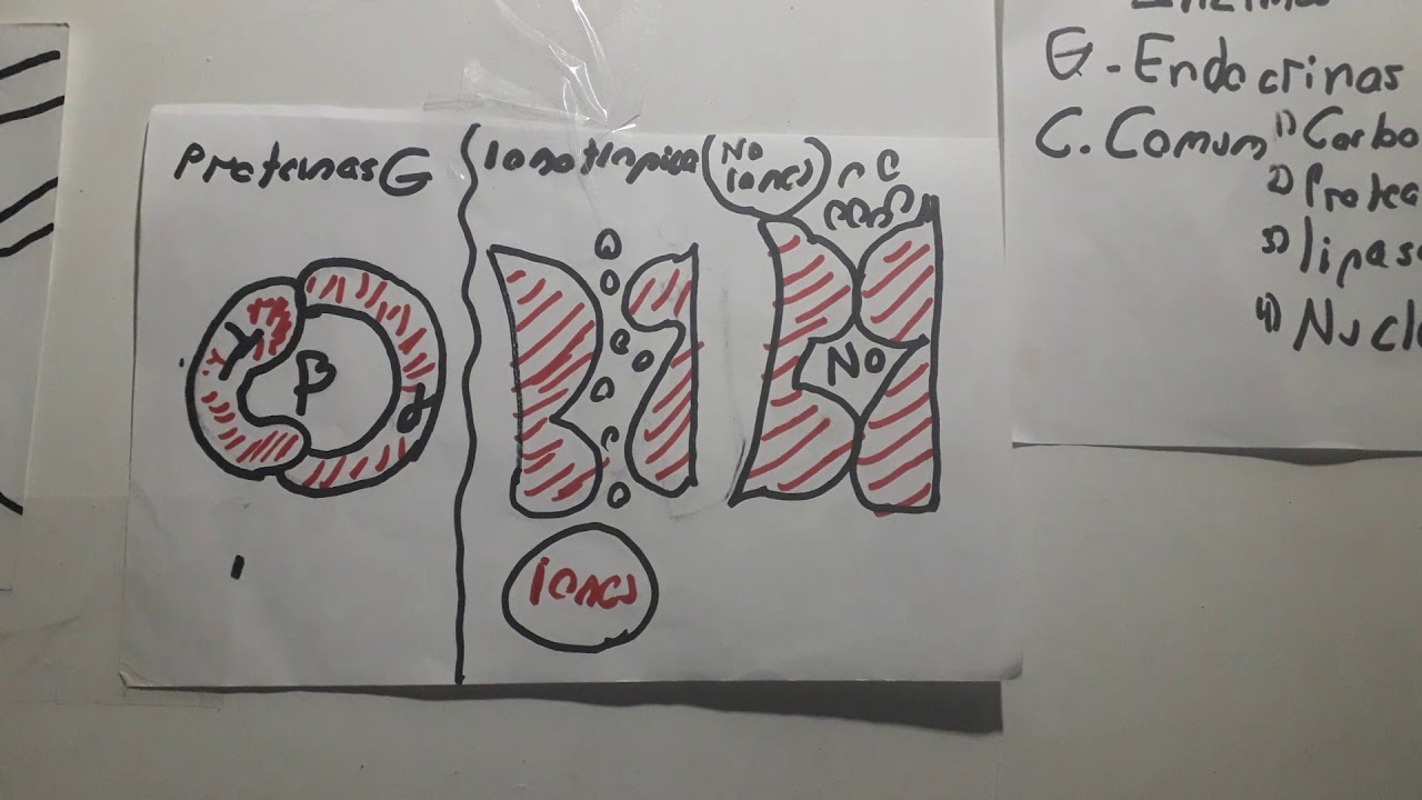 Temas exanii II