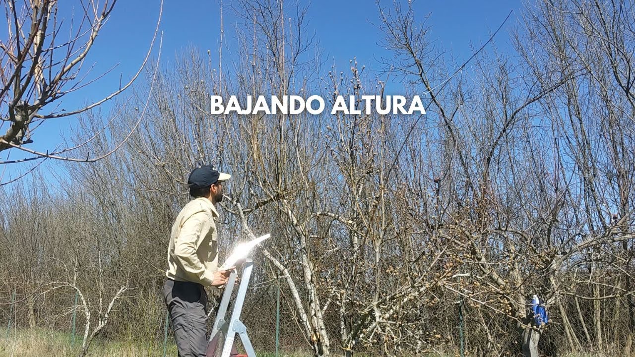 Poda Peral en Invierno