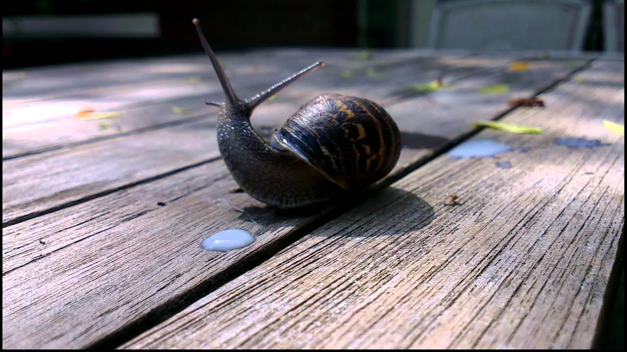 Snail goes wild on milk