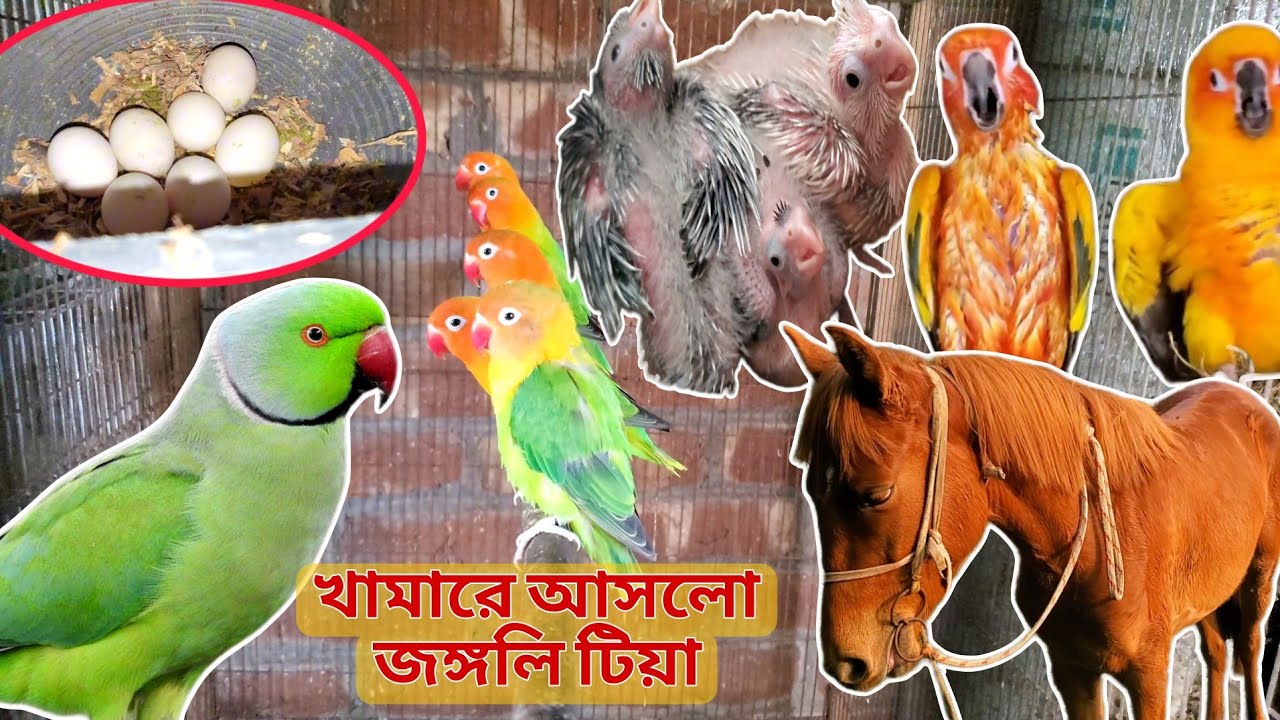 খামারে আসলো জঙ্গলি টিয়া। কোকাটেলের বাচ্চা দেখে উত্তেজিত সানকুনুর।