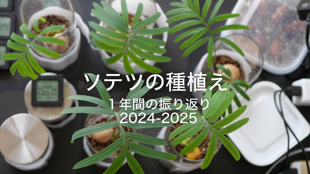 ソテツの種植え　１年間の振り返り