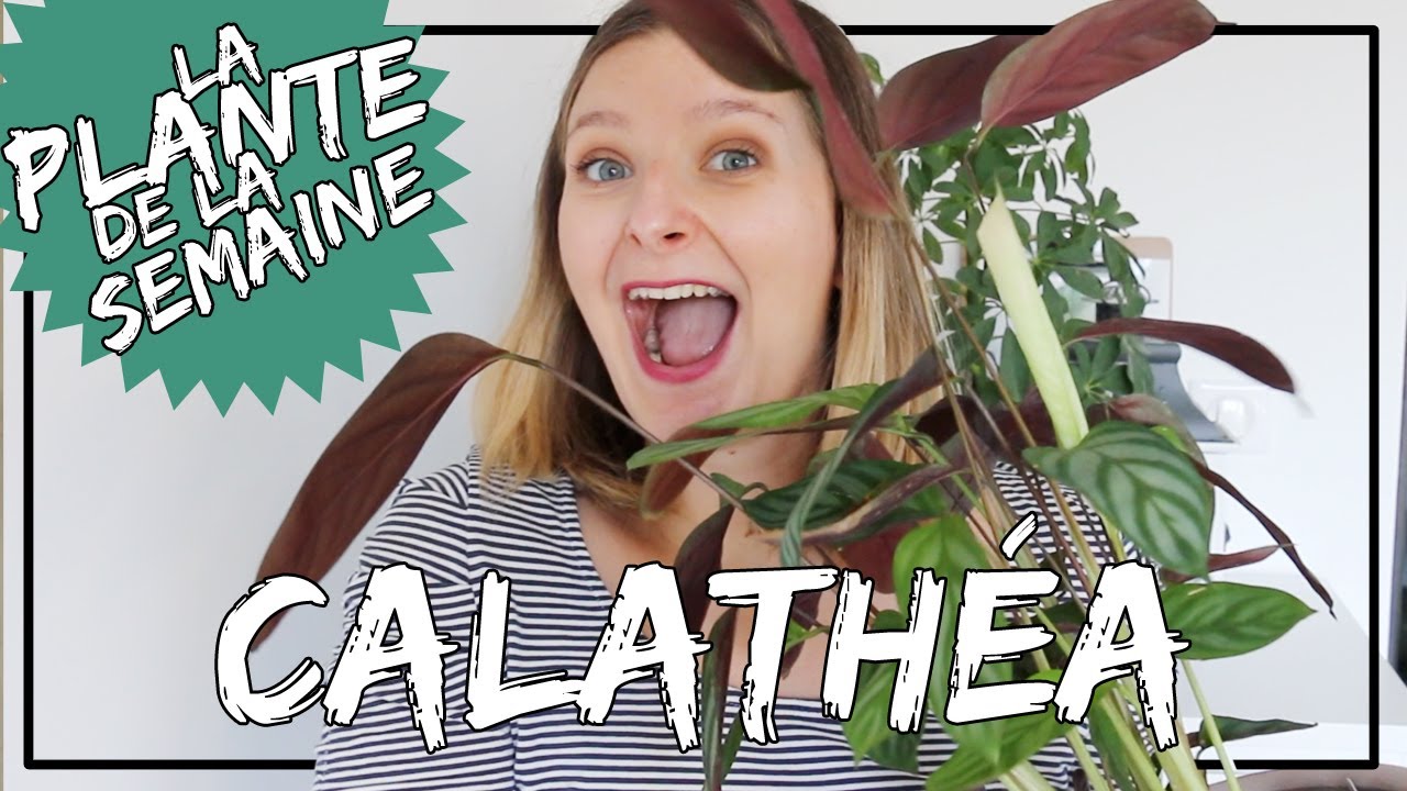 🌿 Le Calathéa : comment l'entretenir ? où le placer ? #laplantedelasemaine