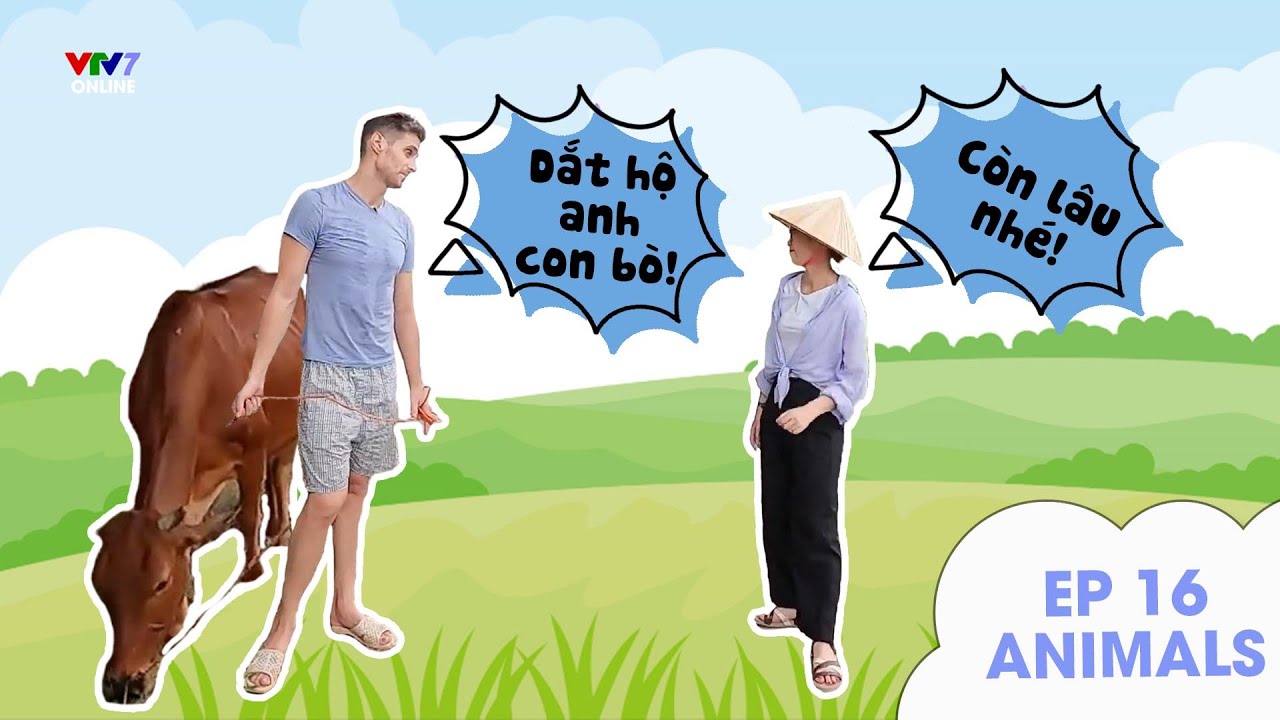 Follow Us mùa 4 - Số 16 | Animals. - Trải nghiệm chăn bò cùng Khánh Vy và 