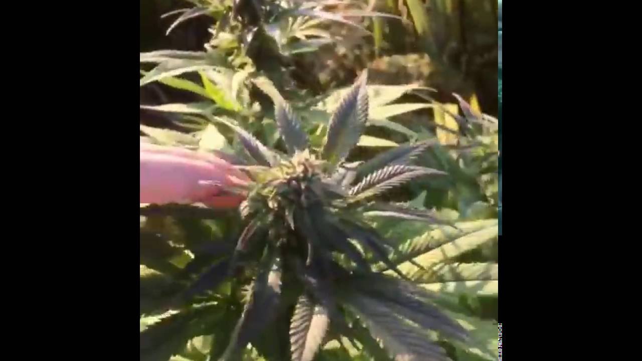 Outdoor whiteberry weed grow UK Greenhouse flowering week 5 October 2016 53&deg; N 100% organic