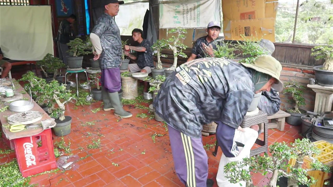 Belajar Bonsai Bersama Artha Bonsai