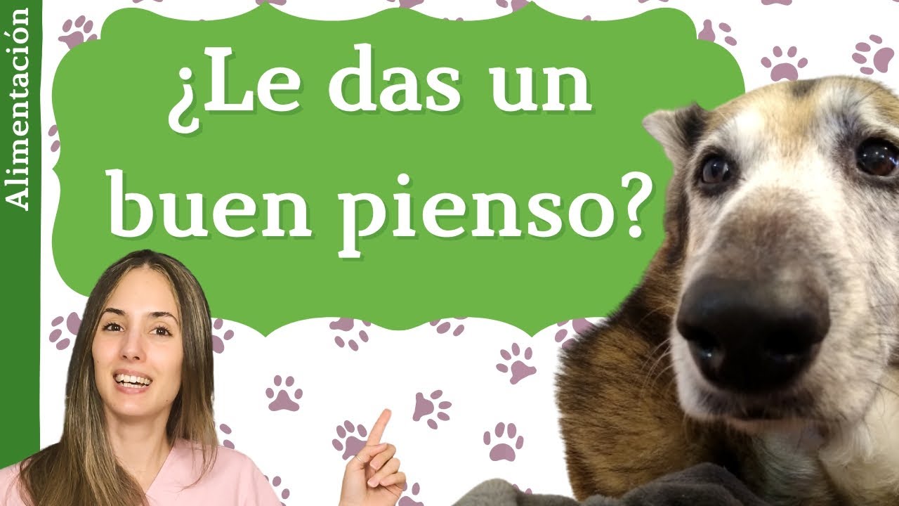 ¿Cómo saber si su pienso es de calidad?🥣 ¿Crees que le estás alimentando bien?
