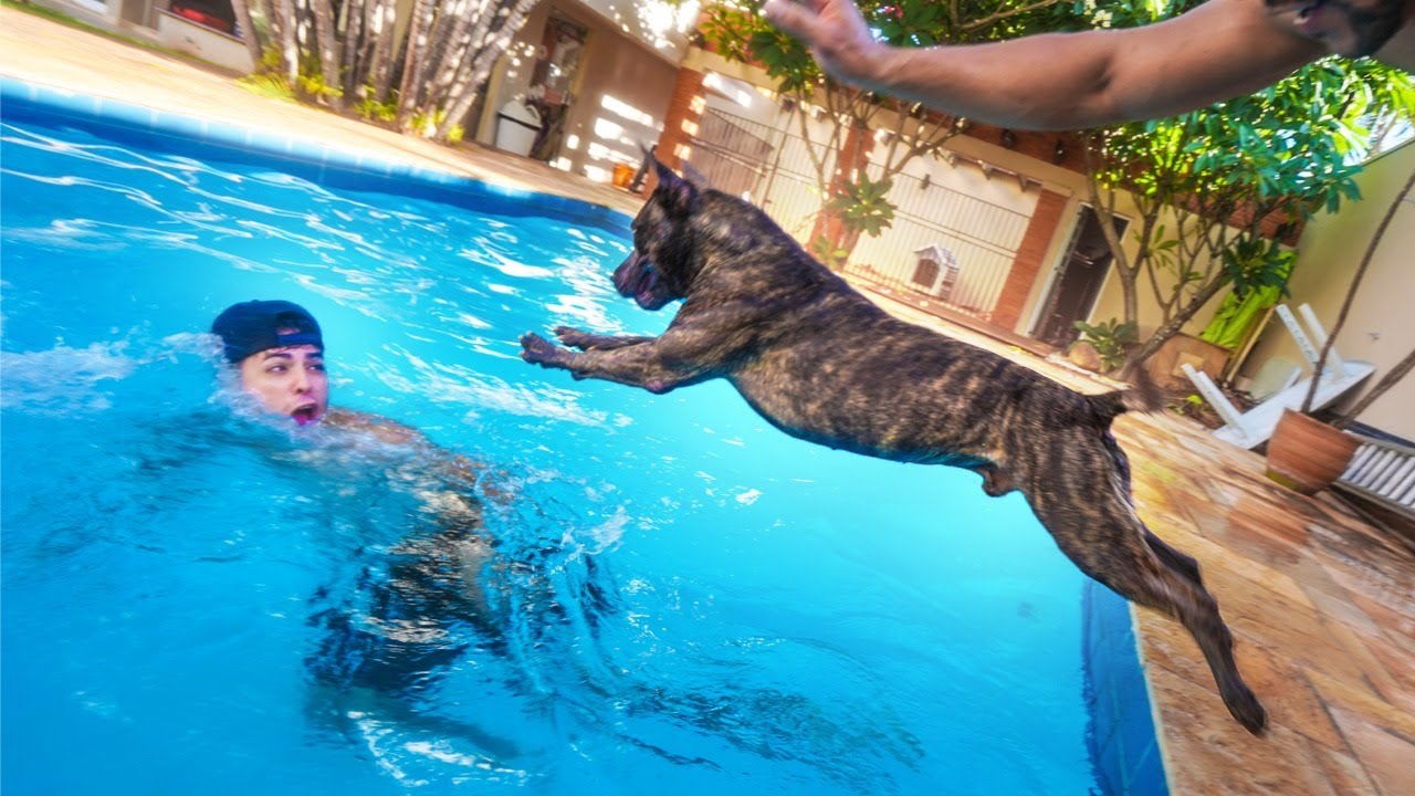 MEU CACHORRO ME SALVOU DE UM AFOGAMENTO NA PISCINA